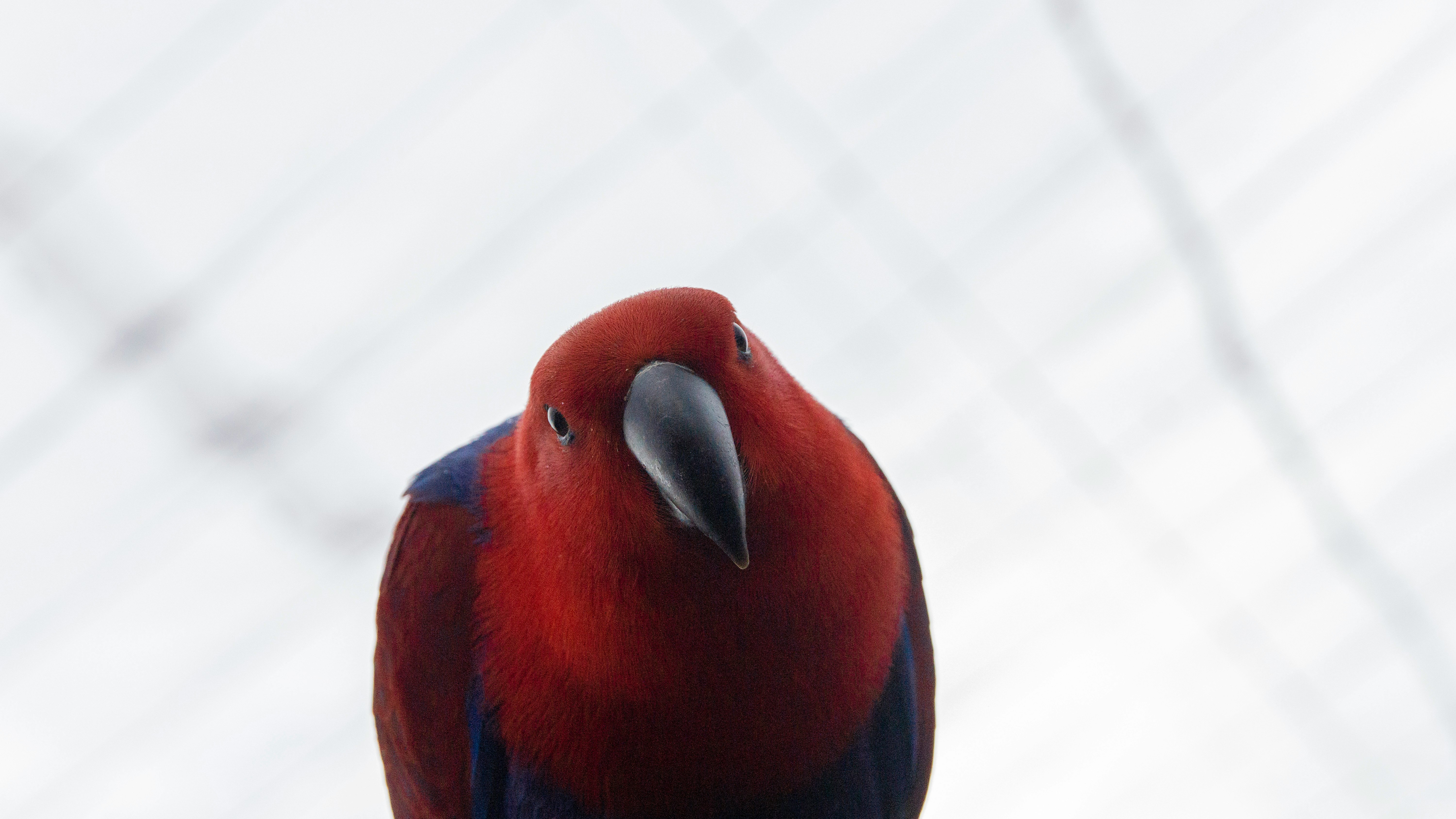 red and blue coated bird